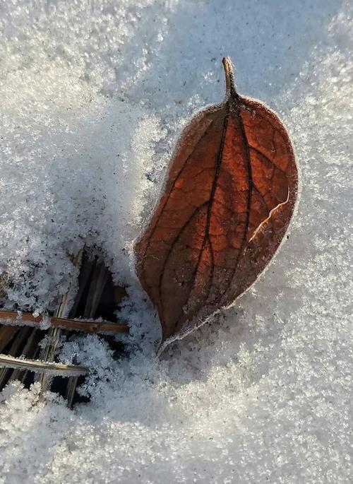 华为拍雪花飘落专业模式