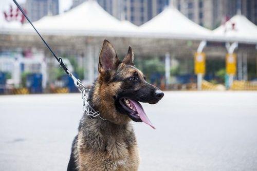 怎样看日本电视剧警犬卡尔