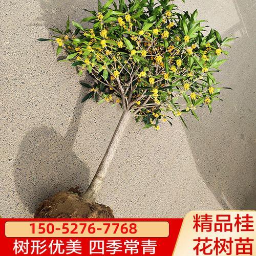 女贞树苗怎样嫁接桂花树