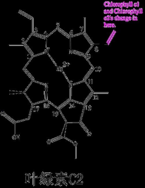 叶绿素的组成元素
