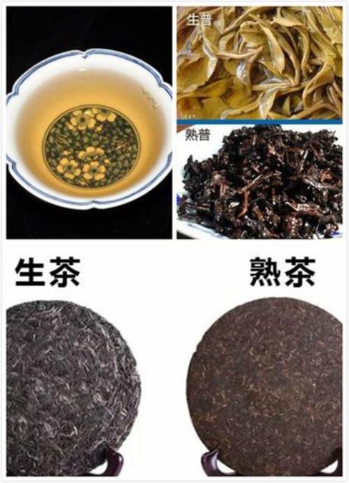 普洱茶生茶熟茶有什么区别