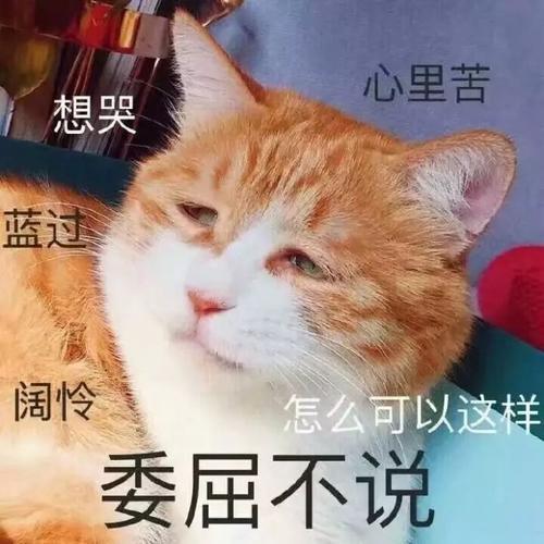 猫很记仇吗