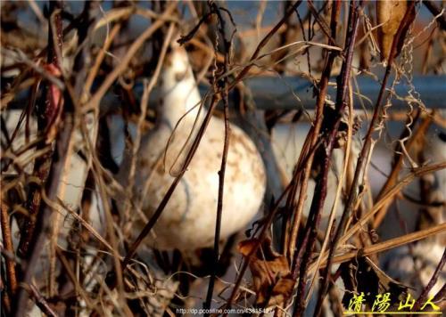 葫芦鸟山是哪里