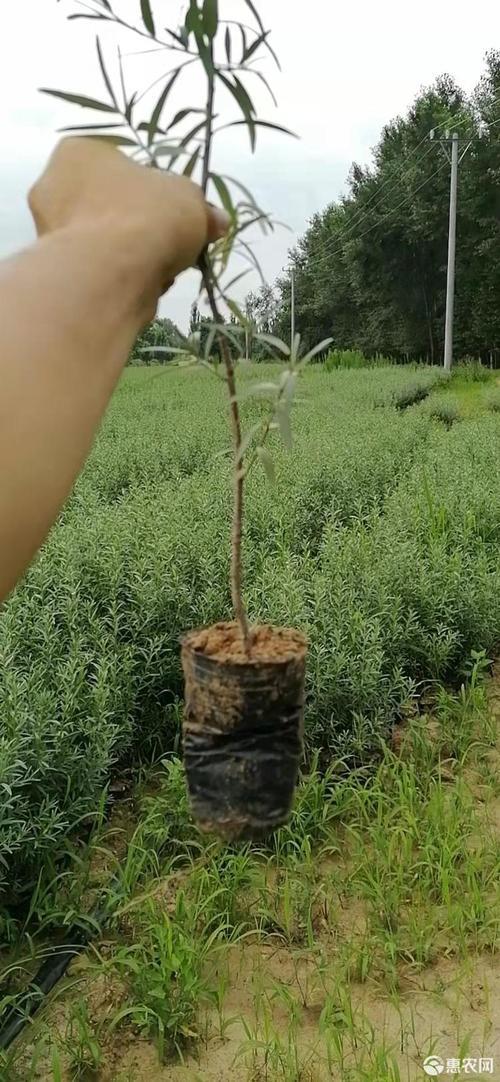 1年的沙棘苗能不能冻死