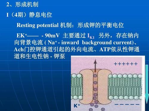 生物电是正电还是负电