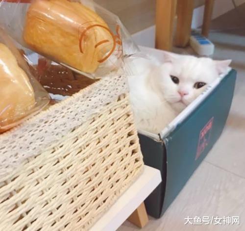 猫咪能吃面包吗