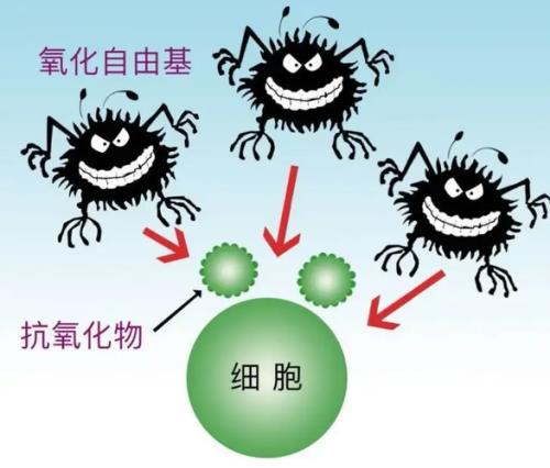 氧自由基具体指的是什么