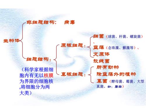 为什么原核生物无内质网