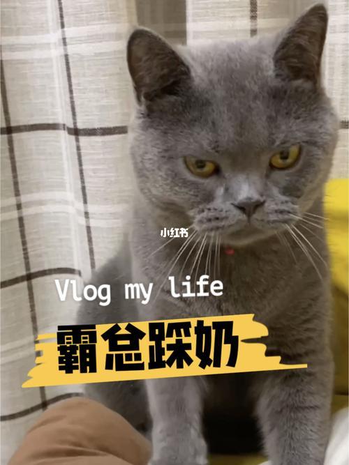 霸总猫咪是怎样踩奶的