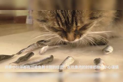 猫可以吃鱼刺吗