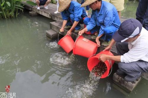 40立方水池能养多少鱼