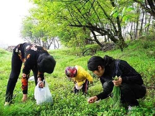 去山上摘野菜什么意思