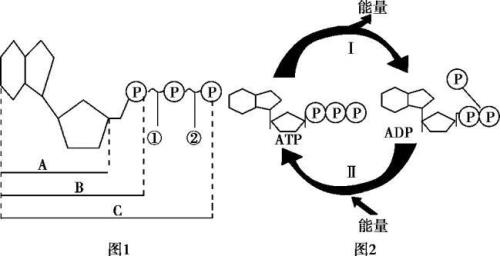 ATP的结构式是什么