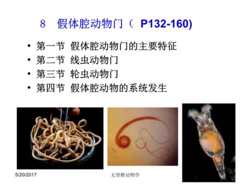 什么动物不具有三个胚层