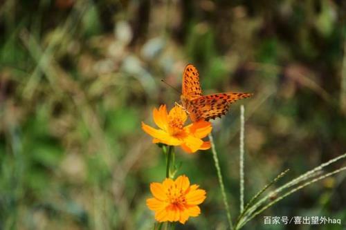 梧高凤必至,花香蝶自来什么意思