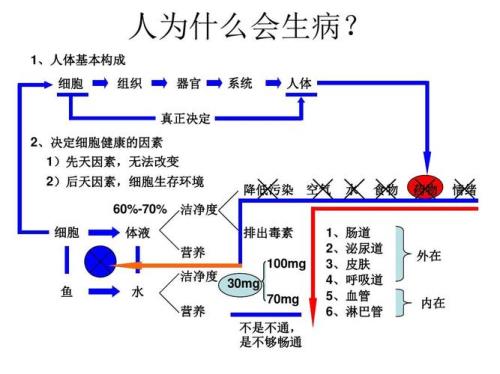 人体六大系统是什么