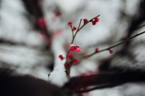 暗芳疏影处凌风踏雪来什么意思