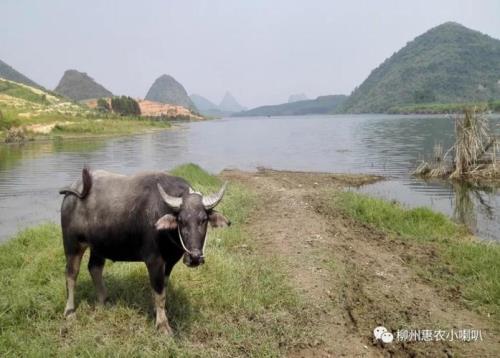 牵牛要牵鼻子歇后语