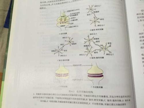 树突与轴突有什么区别啊