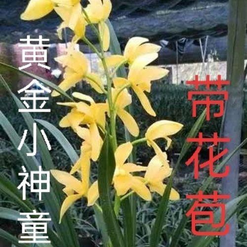 黄金小神童几月花芽分化