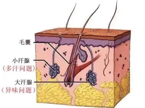 汗液成分是什么