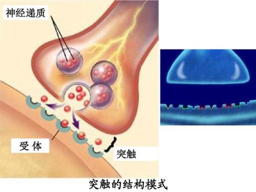 神经递质进入突触后膜的方式