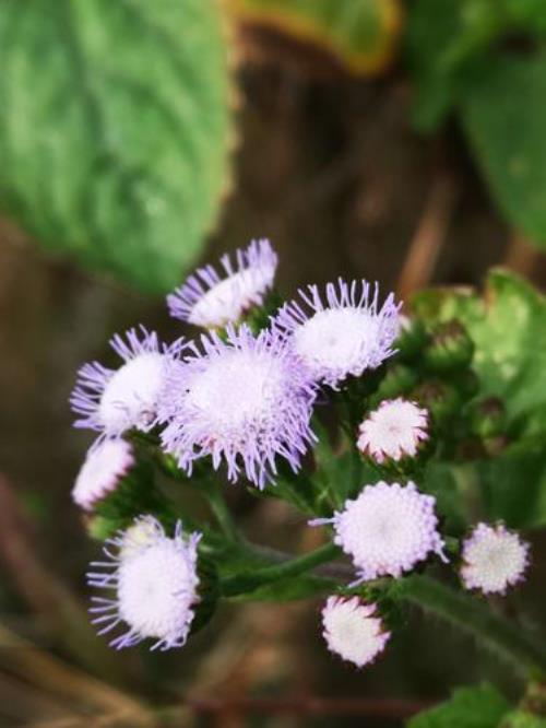 花奇曼是慕凯莎吗