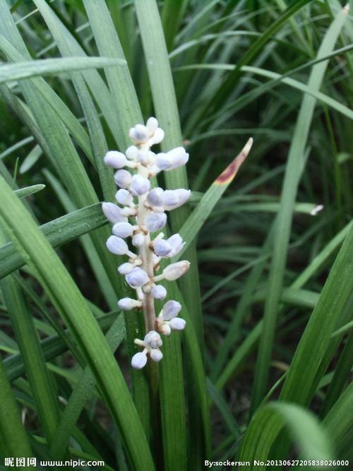 麦冬开花后结果怎么回事