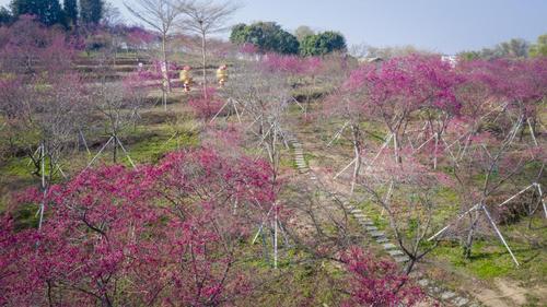 从化樱花悠乐园最佳旅游时间