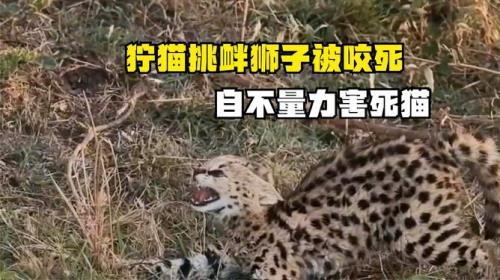 狞猫会咬死人吗