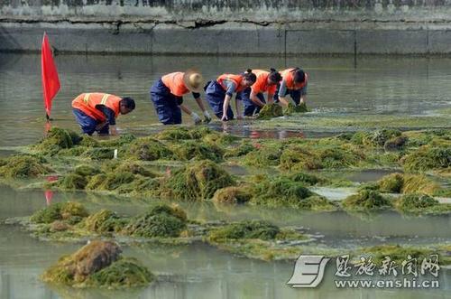 池塘用缩二脲对水草有影响吗