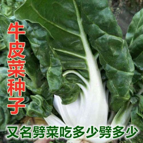 撇拉菜学名