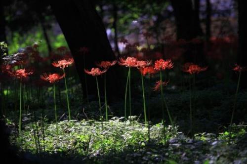 彼岸花的花语文案