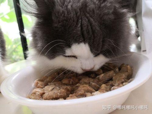 猫不吃东西怎么办