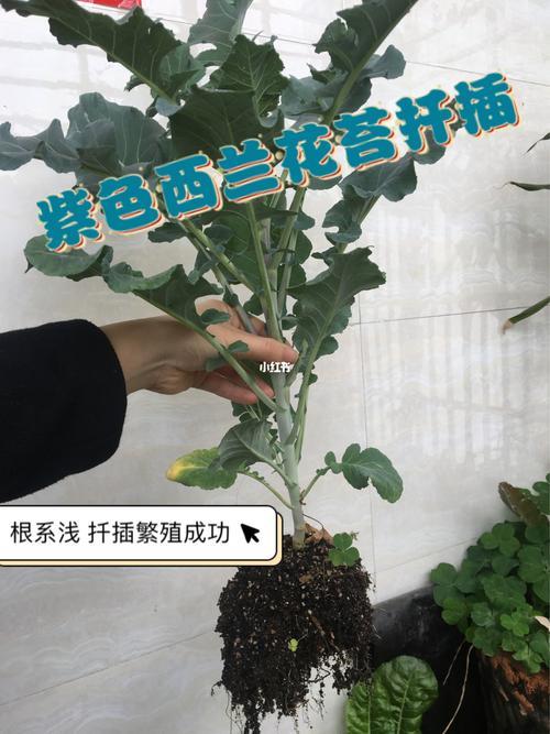 紫兰花的种子怎么种