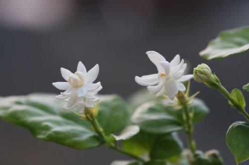 茉莉花的气味是什么味