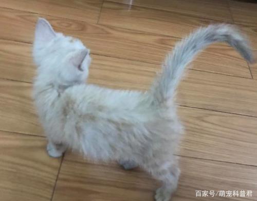 猫咪低趴是什么意思