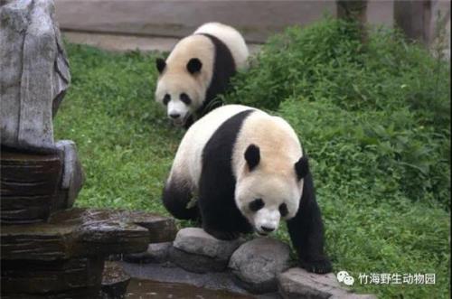 杭州野生动物园熊猫叫什么名字