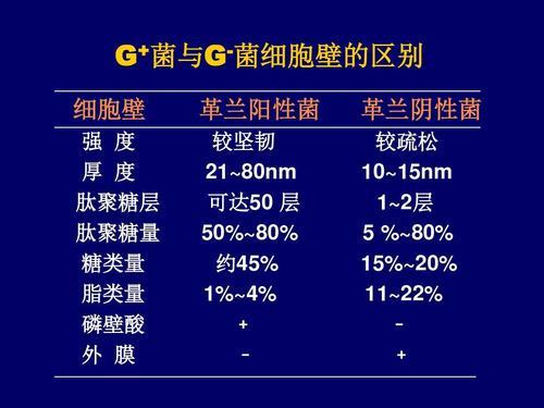 细菌与细胞有什么区别