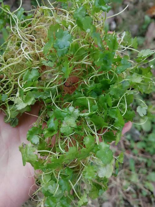 雷公根怎么种植技术