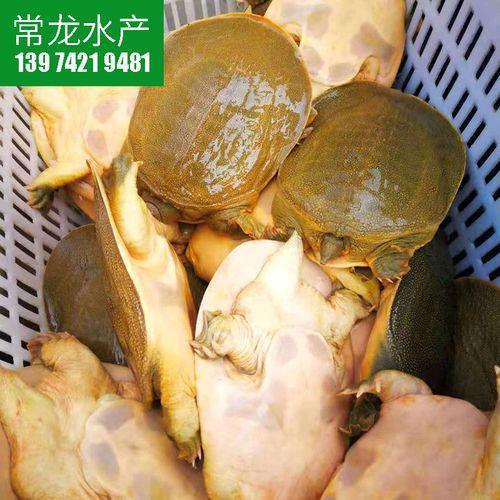 黄金鳖多大能分公母