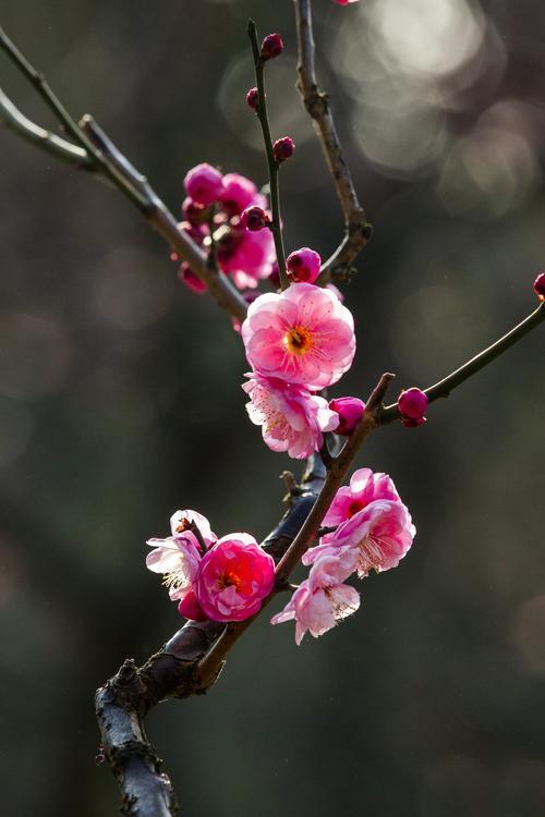 寒梅著花未意思