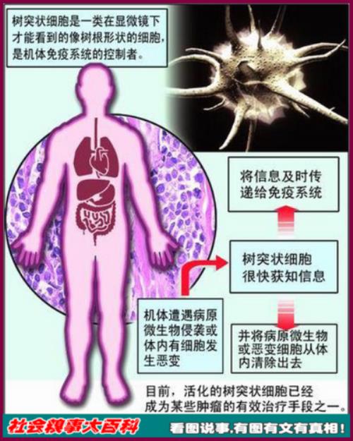 人的免疫系统有记忆吗