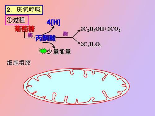 所有生物都能进行无氧呼吸吗