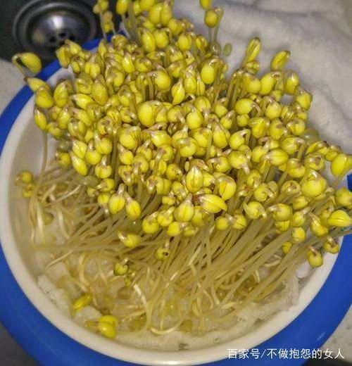 黄豆芽为什么发不出来还粘