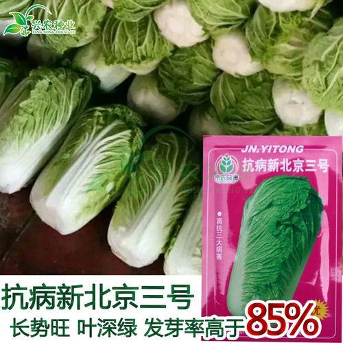 鲁白三号白菜每亩有多少斤