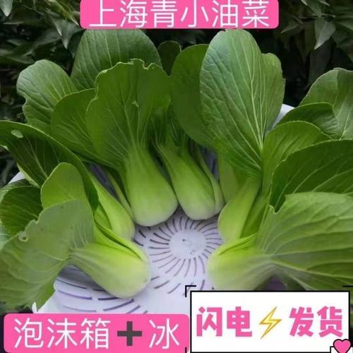 上霜青菜是不是小油菜