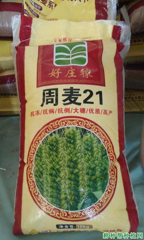 商麦八和周麦33哪个好