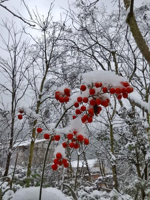 瑞雪兆丰年古诗全文七言律诗