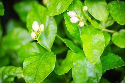 茉莉花林唯贤夺米袋哪集